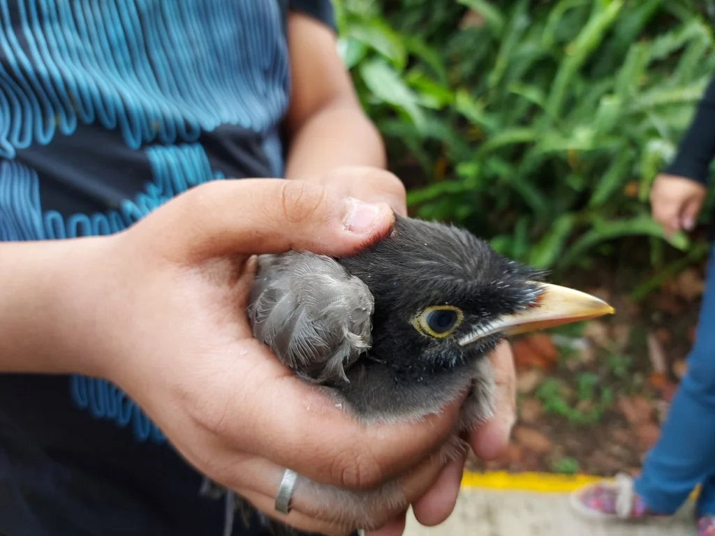 褐鸦(Cyanocorax morio)