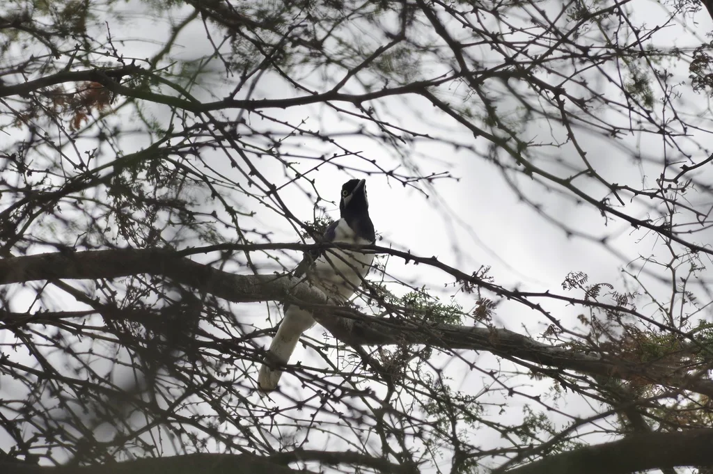 白尾蓝鸦(Cyanocorax mystacalis)