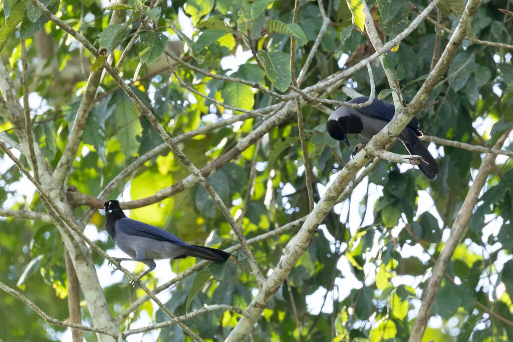 紫蓝鸦(Cyanocorax violaceus)