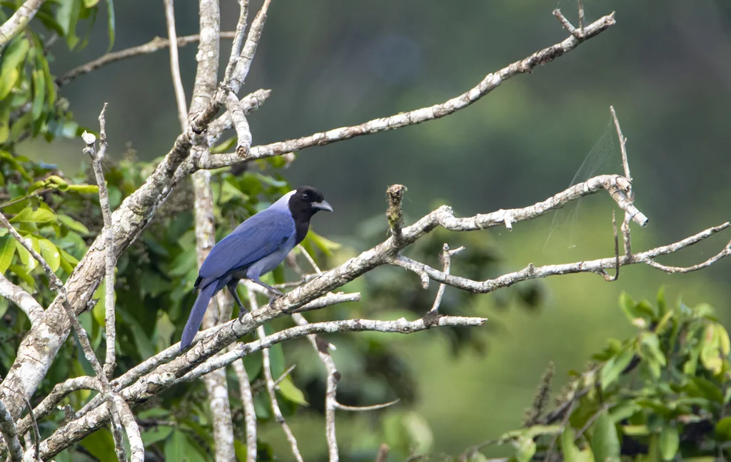 紫蓝鸦(Cyanocorax violaceus)