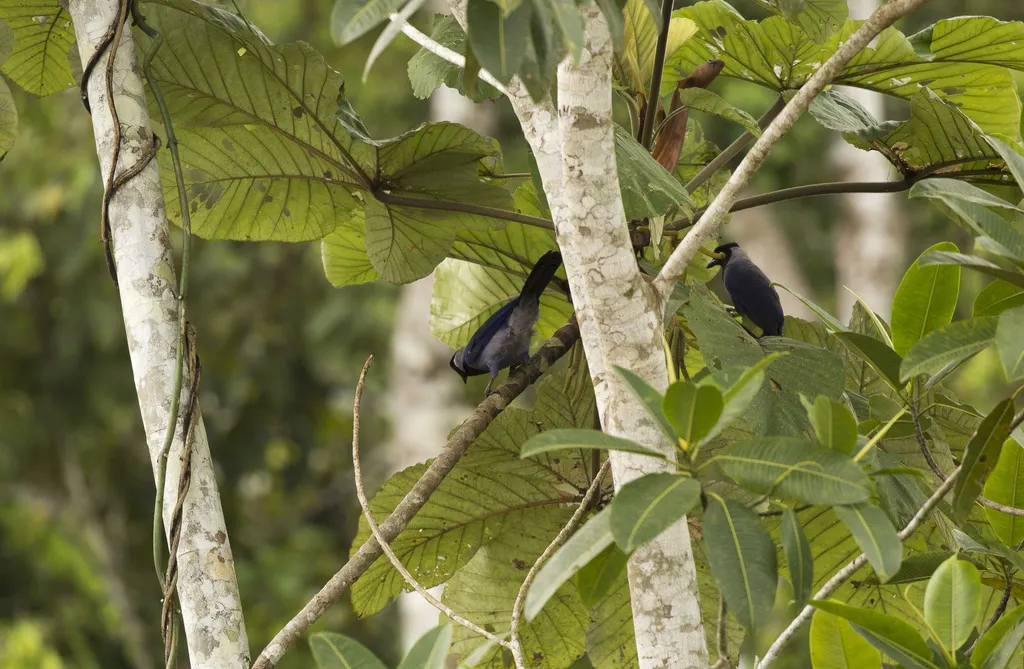 紫蓝鸦(Cyanocorax violaceus)
