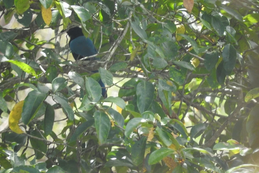 尤卡坦蓝鸦(Cyanocorax yucatanicus)