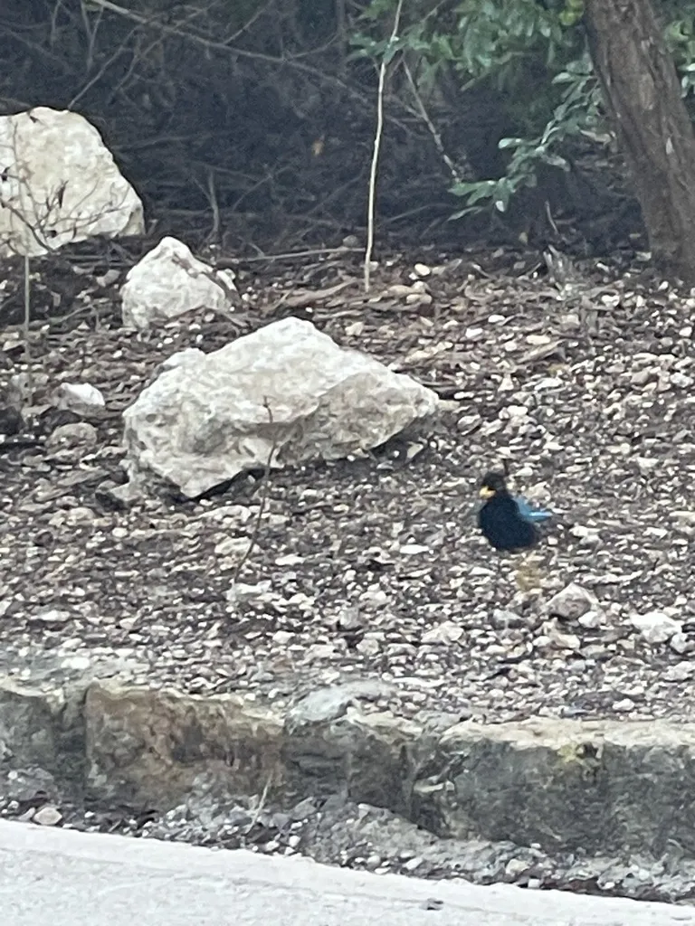 尤卡坦蓝鸦(Cyanocorax yucatanicus)