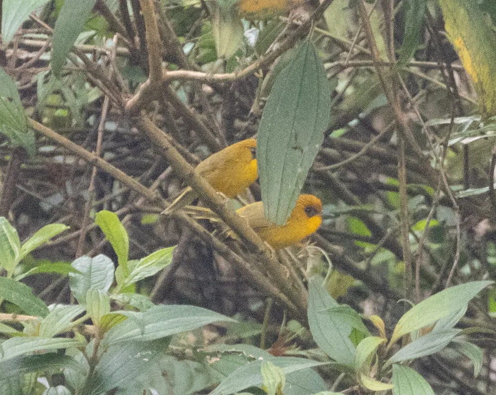金头穗鹛(Cyanoderma chrysaeum)