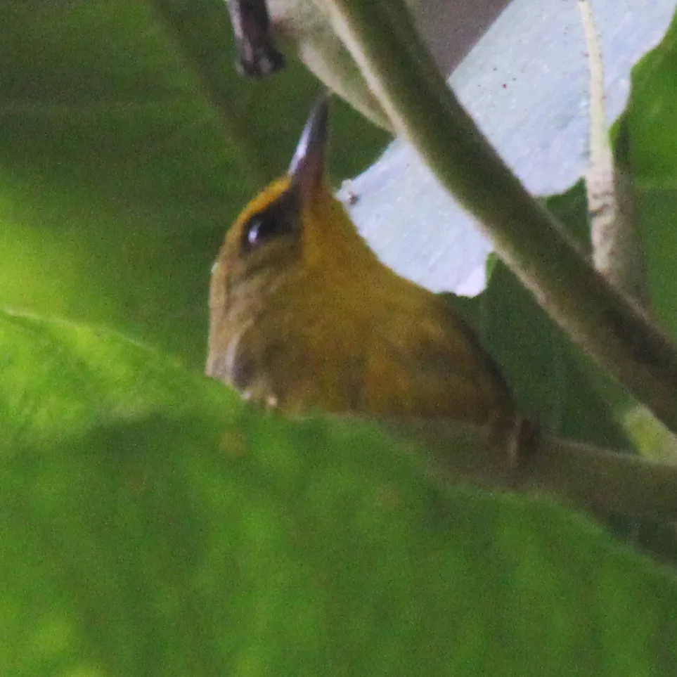 金头穗鹛(Cyanoderma chrysaeum)
