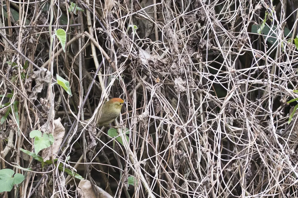 红头穗鹛(Cyanoderma ruficeps)