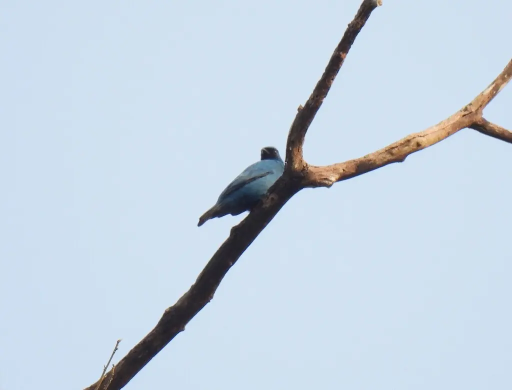 蓝鹃鵙(Cyanograucalus azureus)