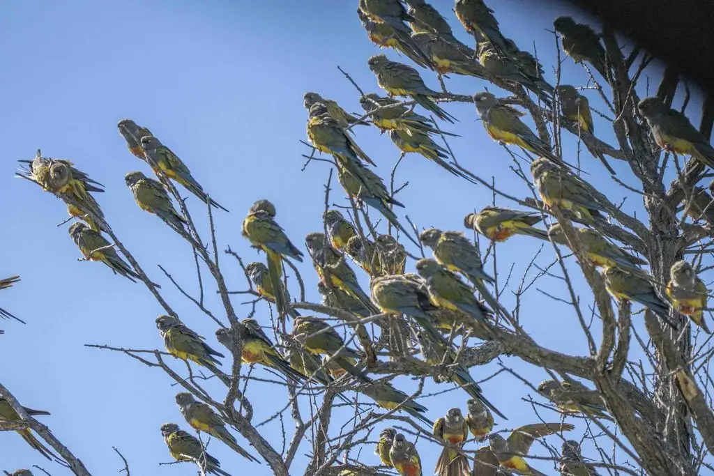 穴鹦哥(Cyanoliseus patagonus)