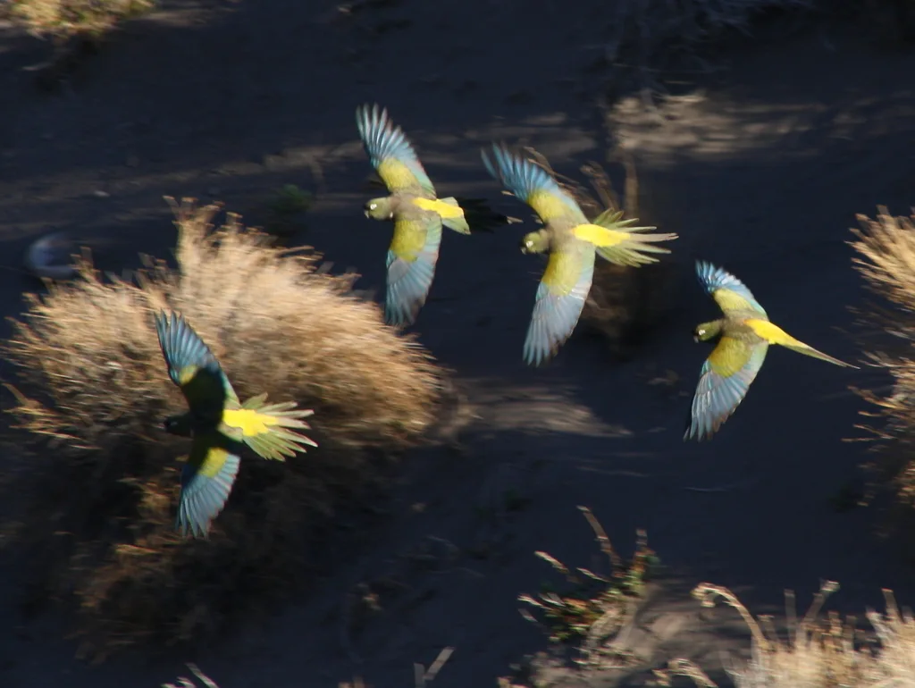 穴鹦哥(Cyanoliseus patagonus)