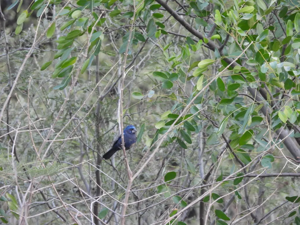 青彩鹀(Cyanoloxia brissonii)