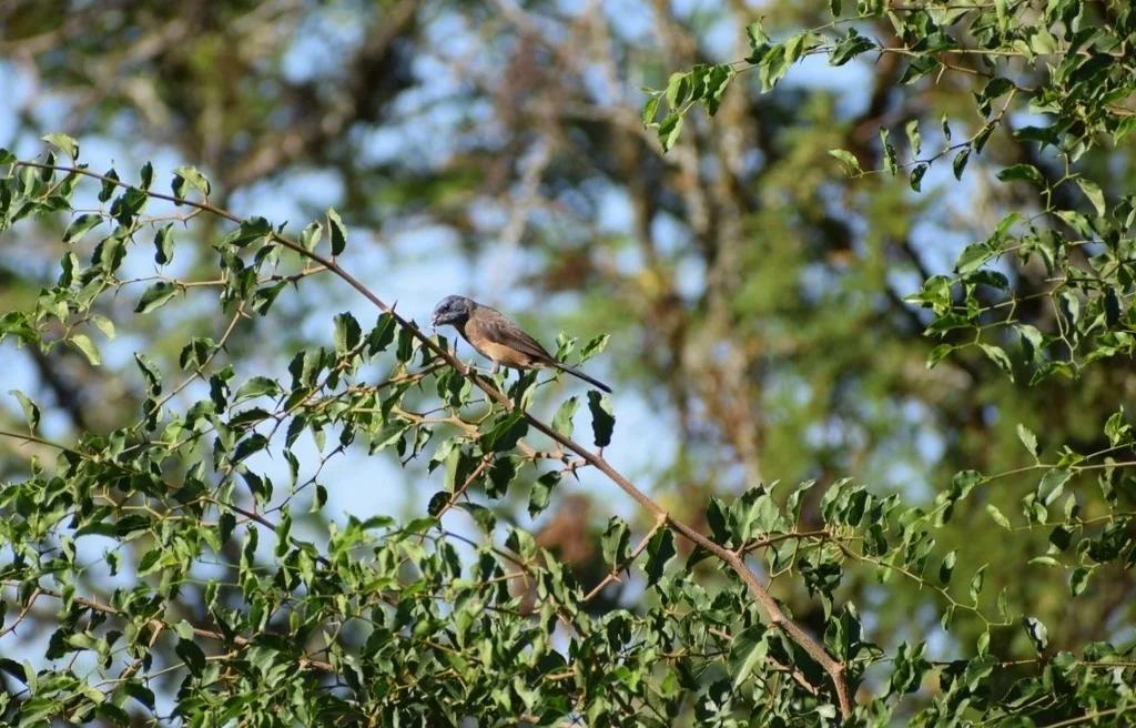 蓝大彩鹀(Cyanoloxia glaucocaerulea)