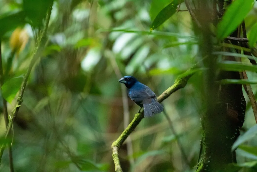 亚马孙彩鹀（Cyanoloxia rothschildii）