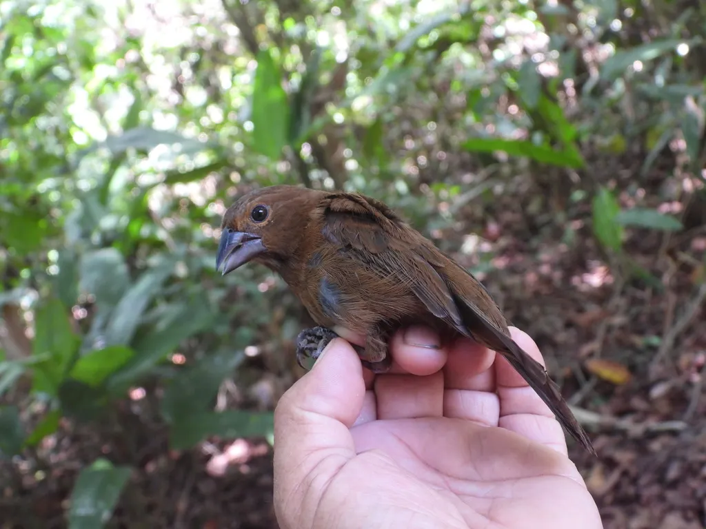 亚马孙彩鹀（Cyanoloxia rothschildii）