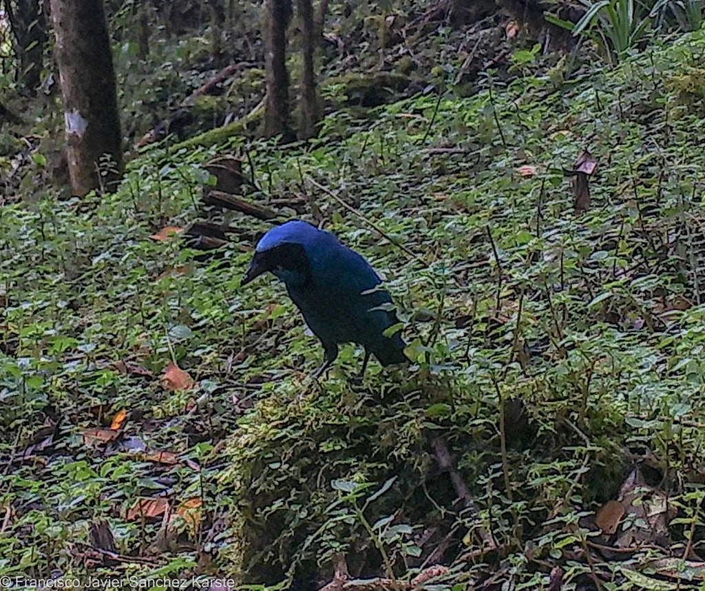 青绿蓝头鹊(Cyanolyca turcosa)
