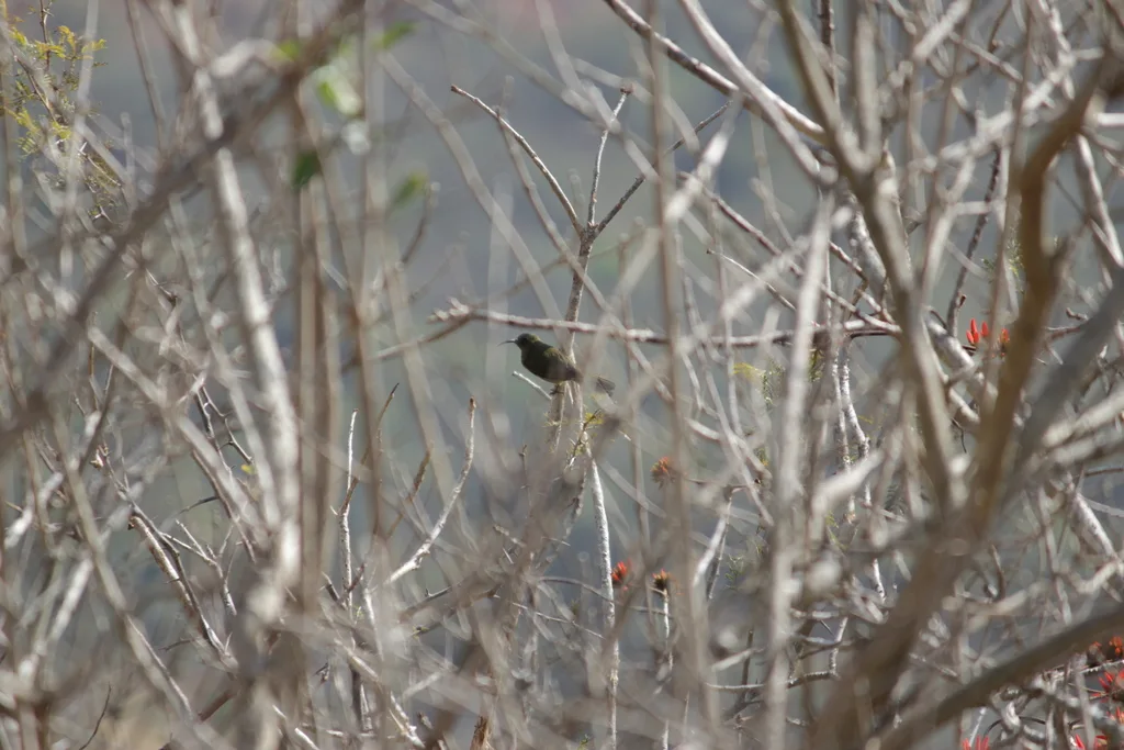 绿花蜜鸟(Cyanomitra olivacea)