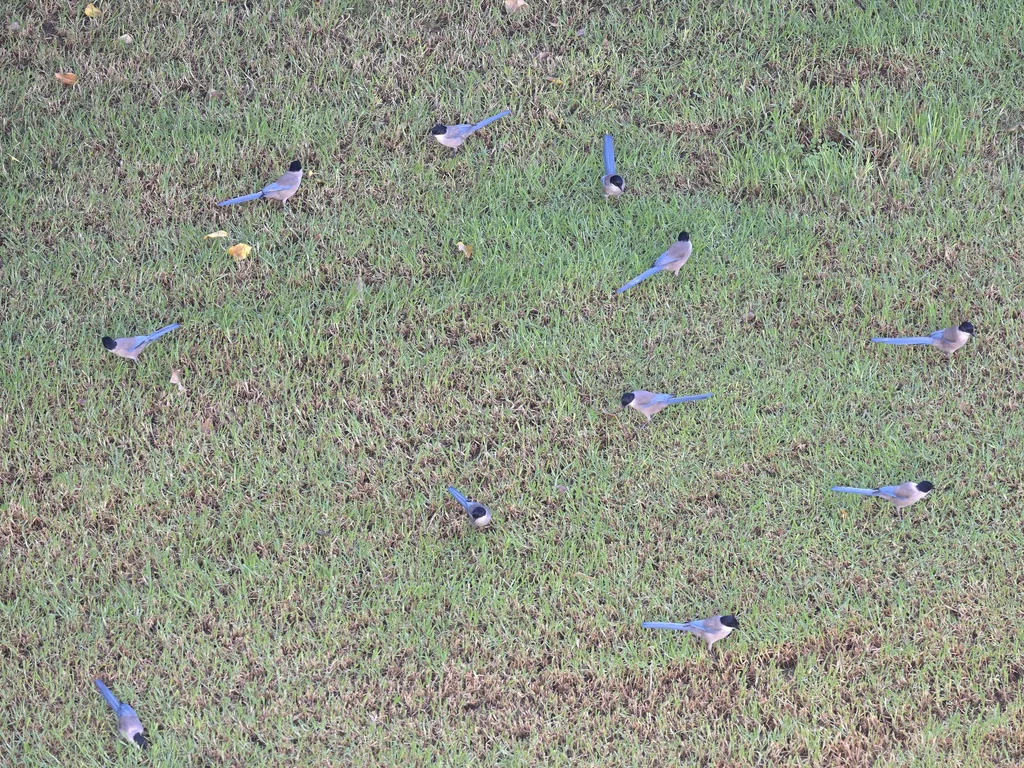 蓝尾灰喜鹊(Cyanopica cooki)