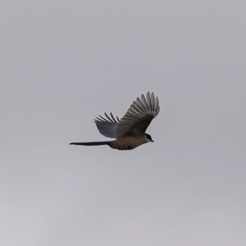 蓝尾灰喜鹊(Cyanopica cooki)