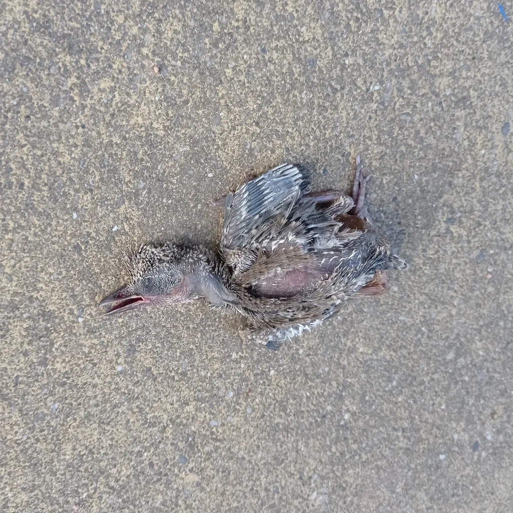 蓝尾灰喜鹊(Cyanopica cooki)
