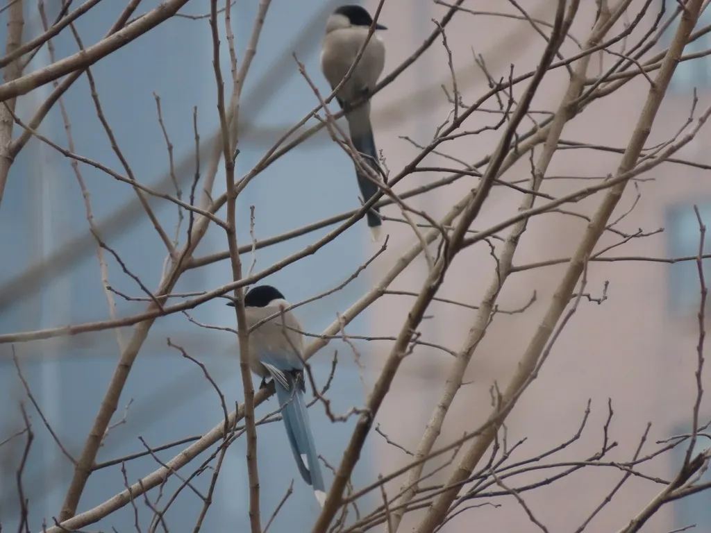 灰喜鹊(Cyanopica cyanus)