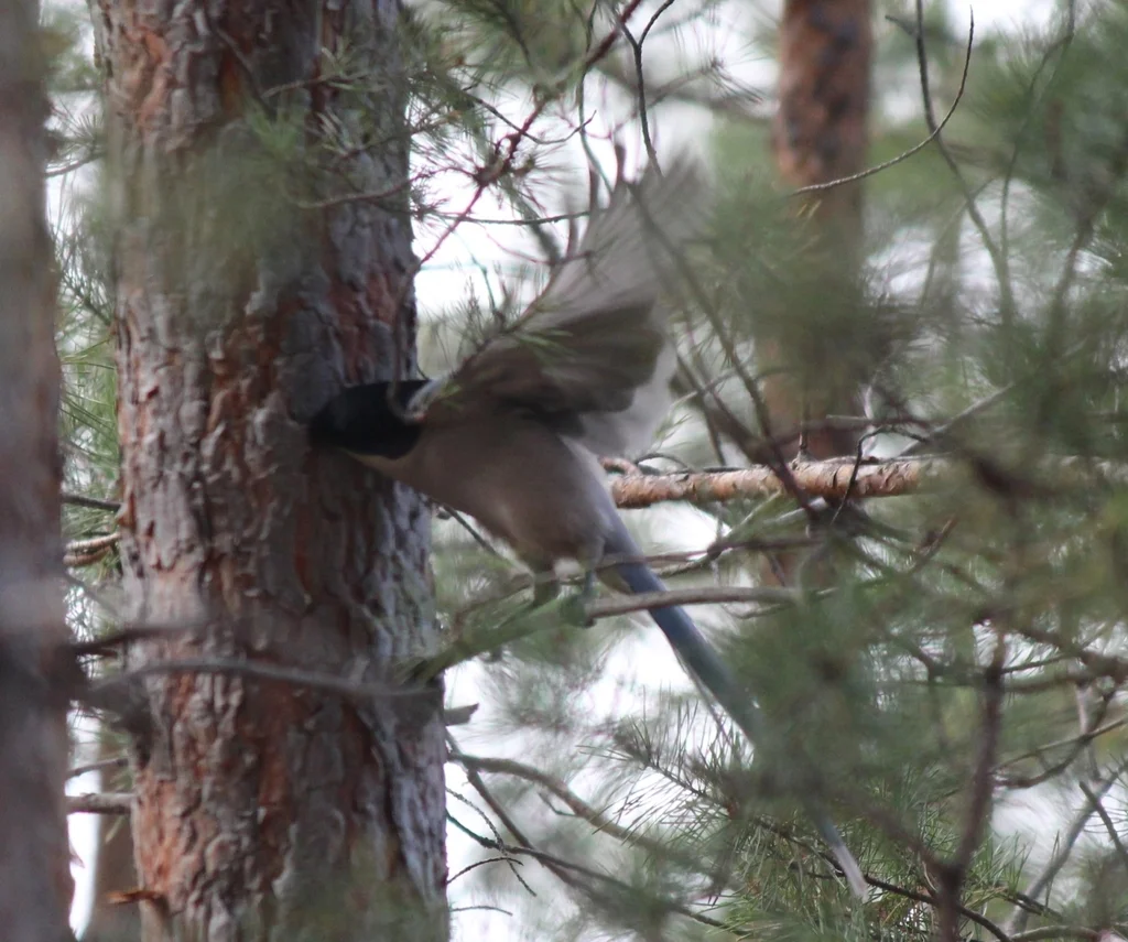 灰喜鹊(Cyanopica cyanus)
