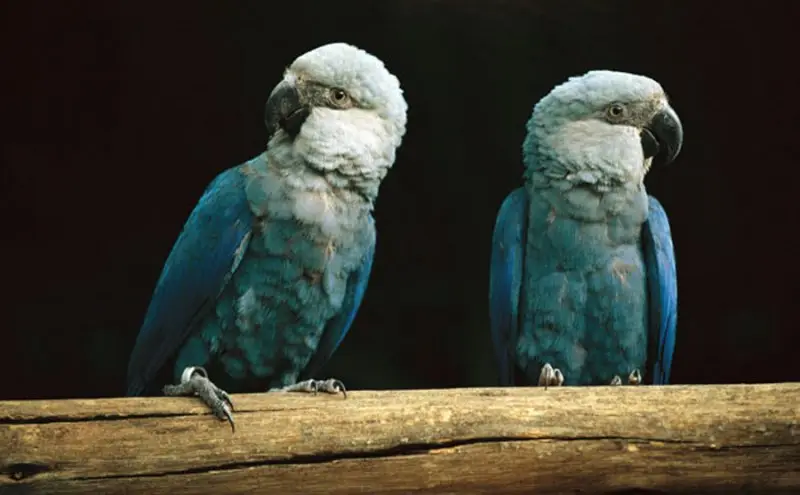 小蓝金刚鹦鹉(Cyanopsitta spixii)