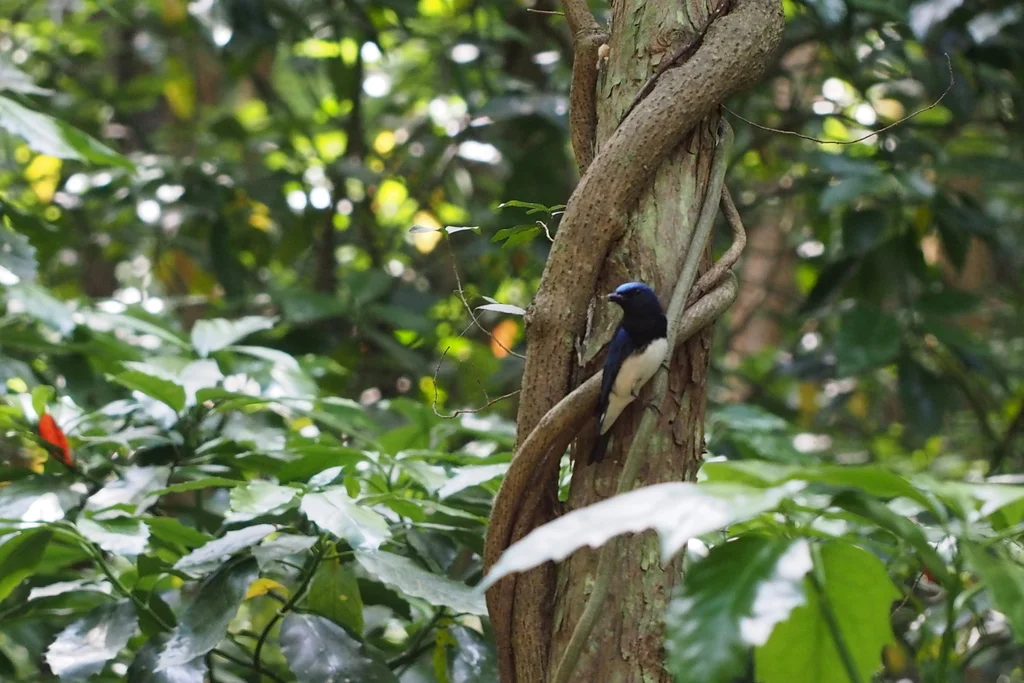 白腹蓝鹟（Cyanoptila cyanomelana）