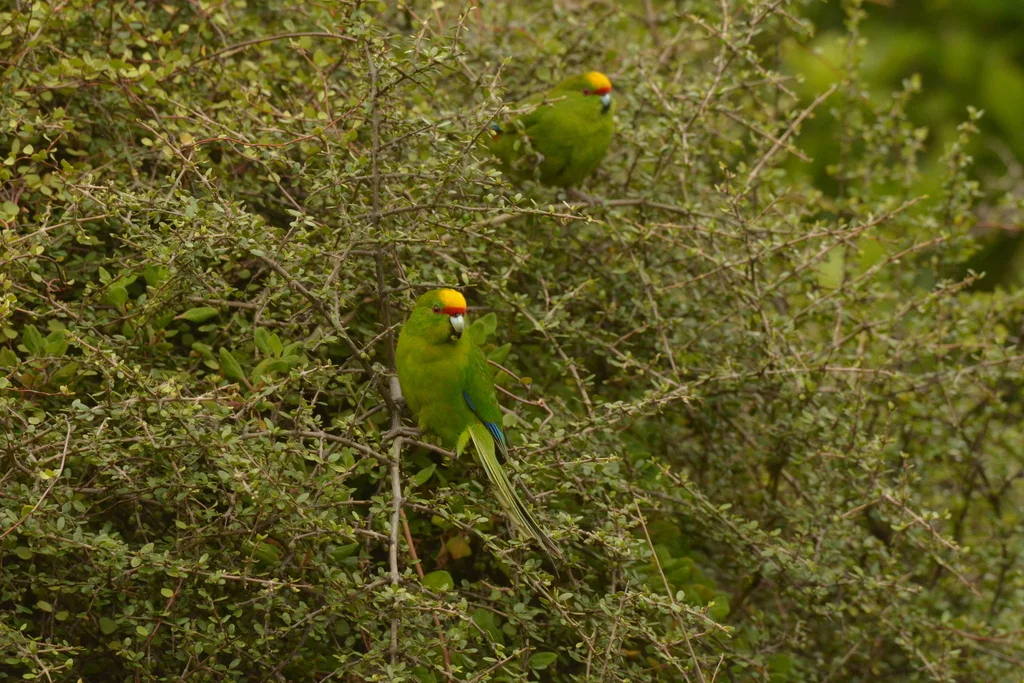 黄额鹦鹉（Cyanoramphus auriceps）