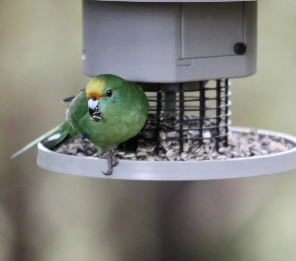 橙额鹦鹉(Cyanoramphus malherbi)