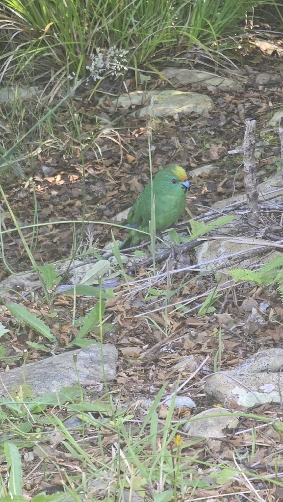 橙额鹦鹉(Cyanoramphus malherbi)