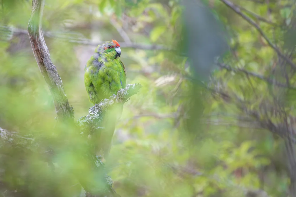 红额鹦鹉(Cyanoramphus novaezelandiae)