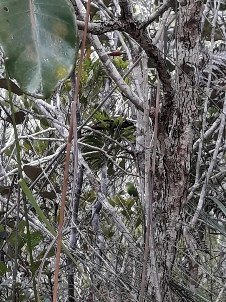 新喀岛鹦鹉(Cyanoramphus saisseti)