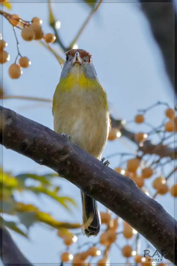 棕眉鵙雀(Cyclarhis gujanensis)