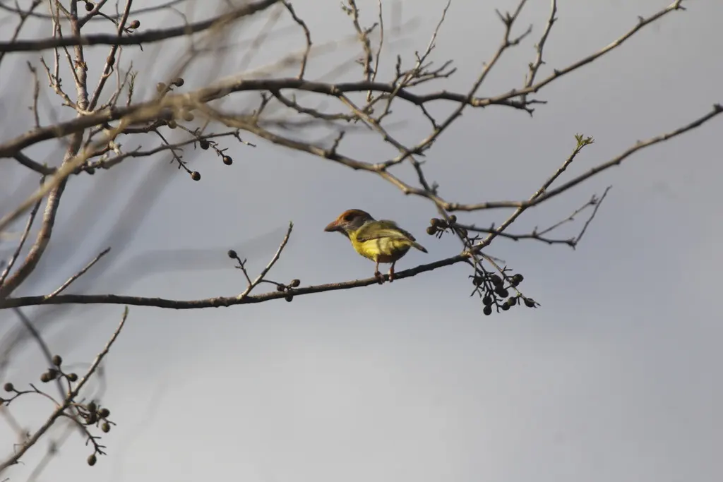 棕眉鵙雀(Cyclarhis gujanensis)
