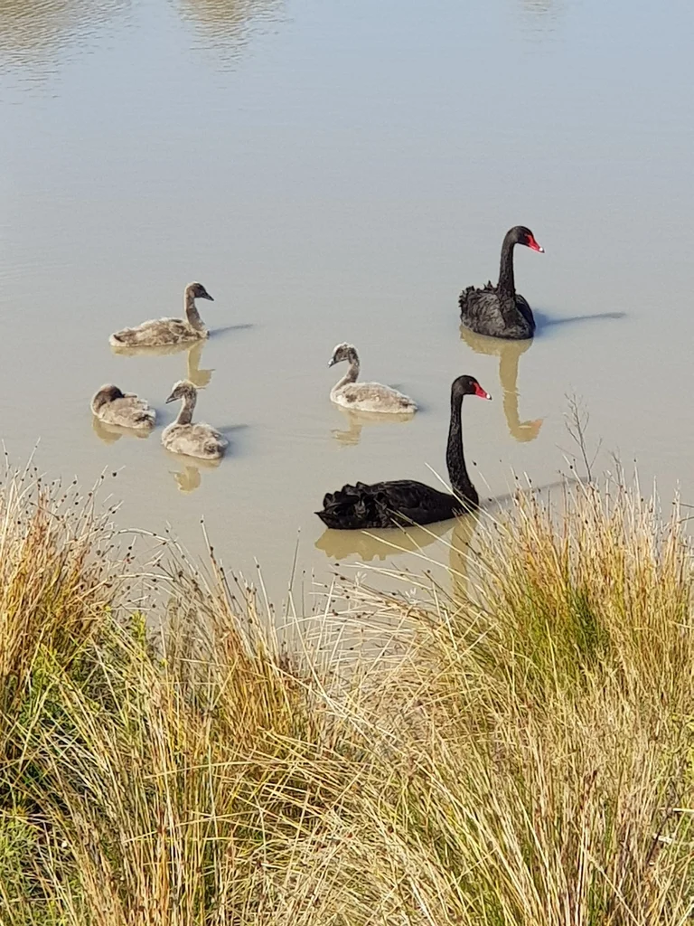 黑天鹅(Cygnus atratus)