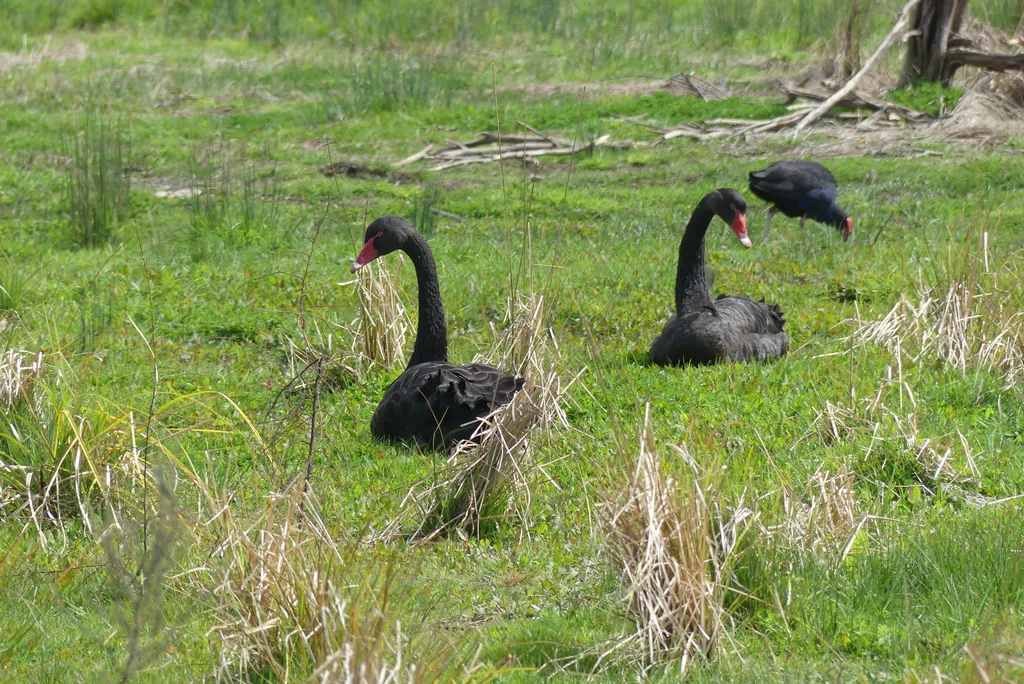 黑天鹅(Cygnus atratus)