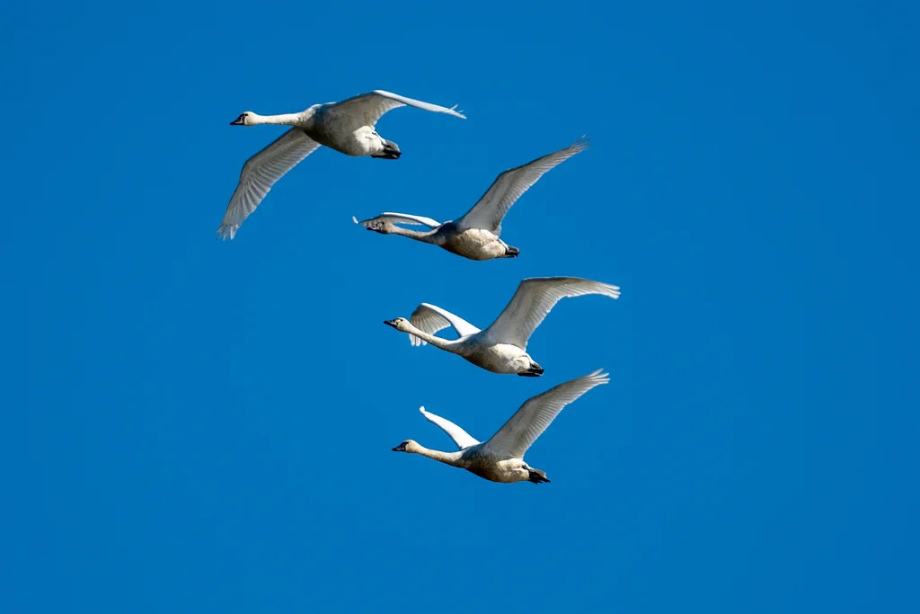 小天鹅（Cygnus columbianus）