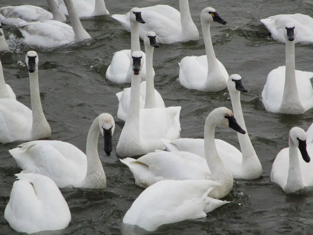 小天鹅（Cygnus columbianus）