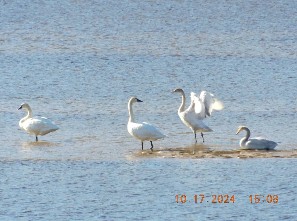 小天鹅（Cygnus columbianus）