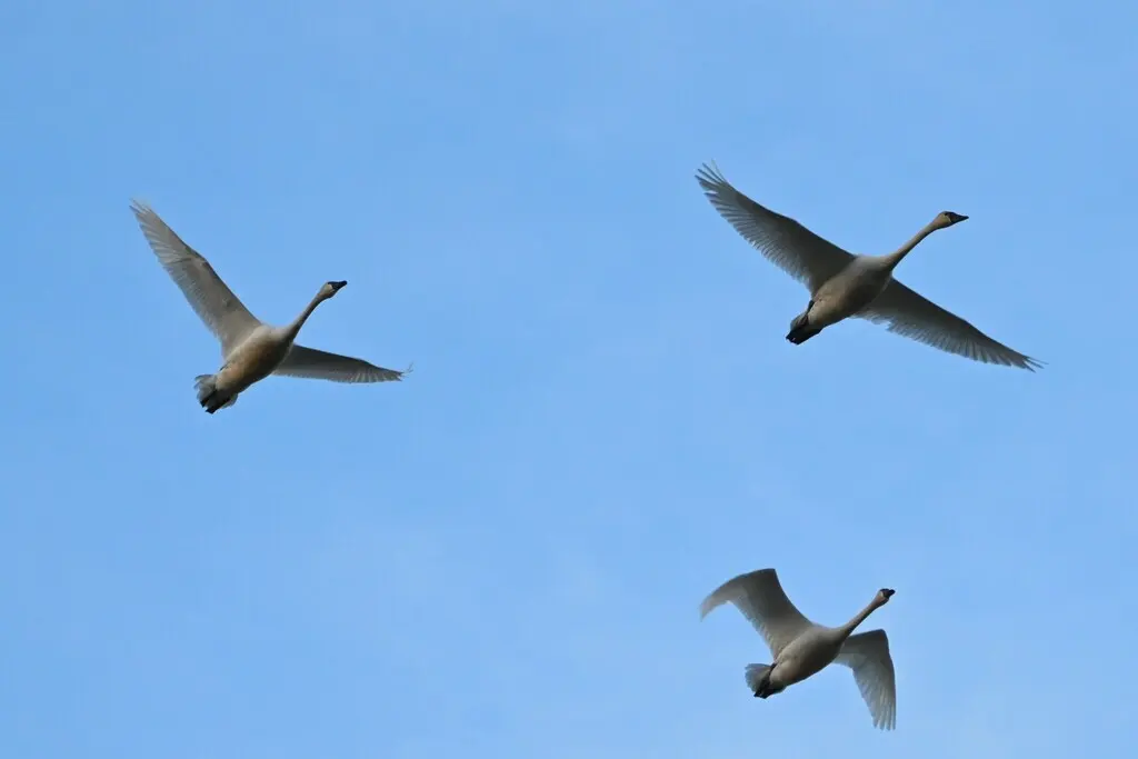 小天鹅（Cygnus columbianus）