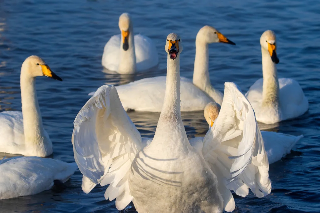大天鹅(Cygnus cygnus)