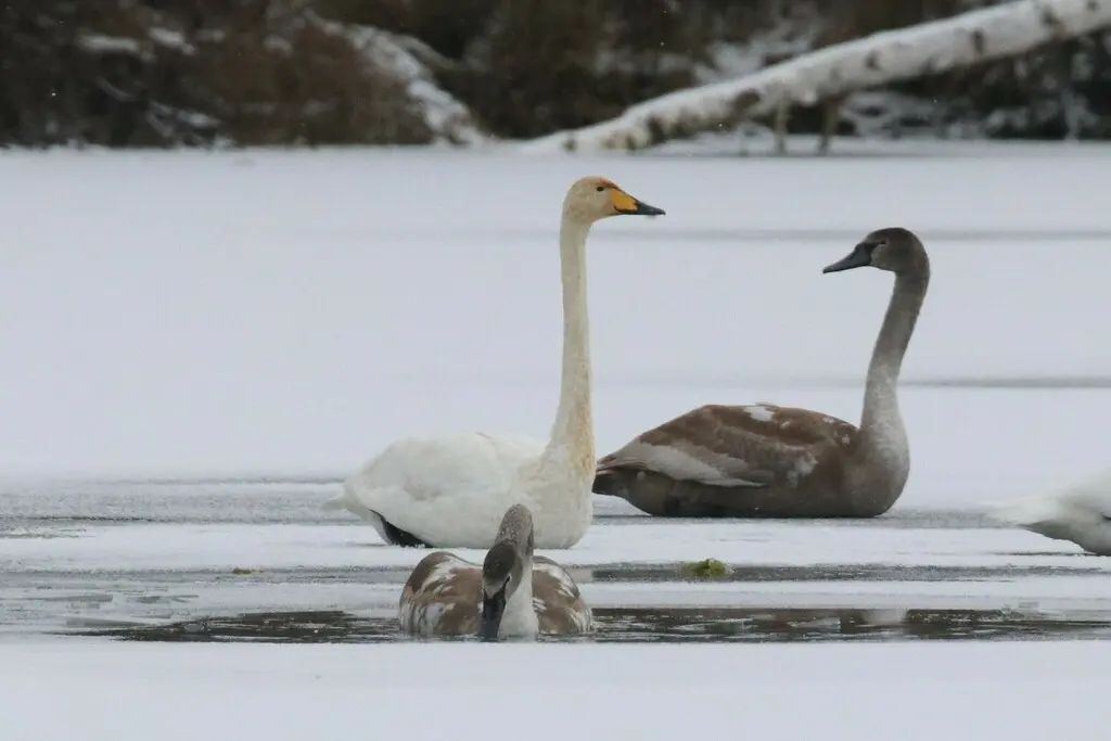 大天鹅(Cygnus cygnus)