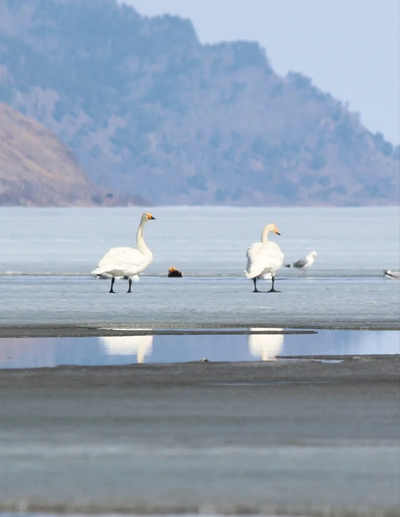大天鹅(Cygnus cygnus)