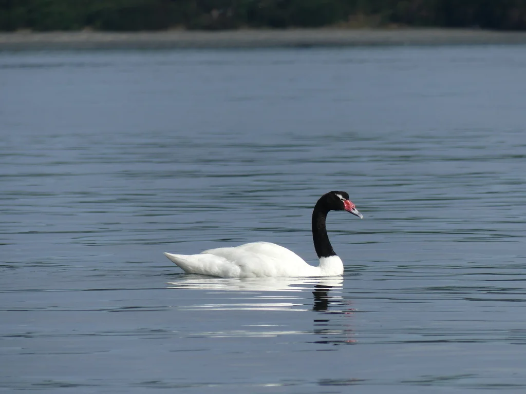 黑颈天鹅(Cygnus melancoryphus)
