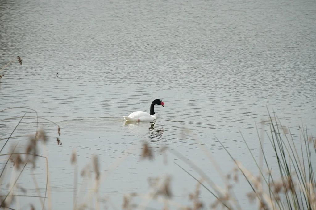 黑颈天鹅(Cygnus melancoryphus)