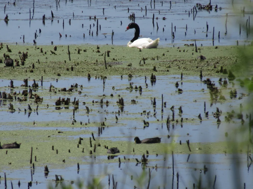 黑颈天鹅(Cygnus melancoryphus)