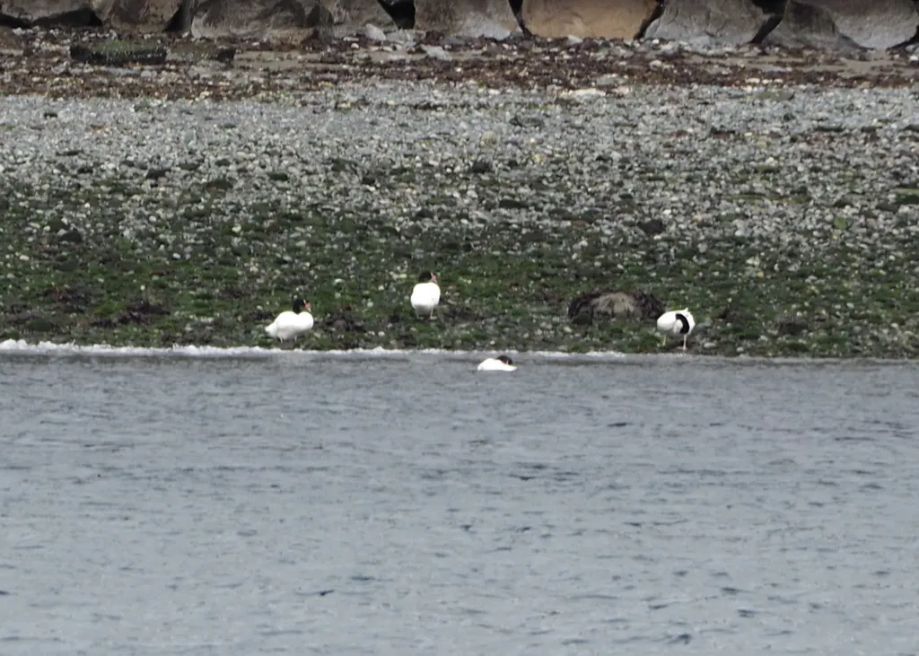 黑颈天鹅(Cygnus melancoryphus)