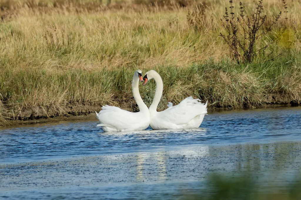 疣鼻天鹅(Cygnus olor)