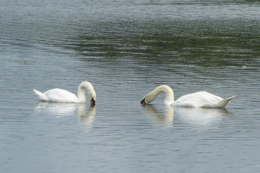 疣鼻天鹅(Cygnus olor)
