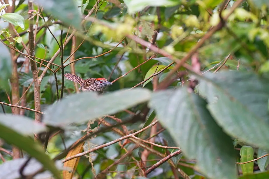 带斑蚁鵙(Cymbilaimus lineatus)