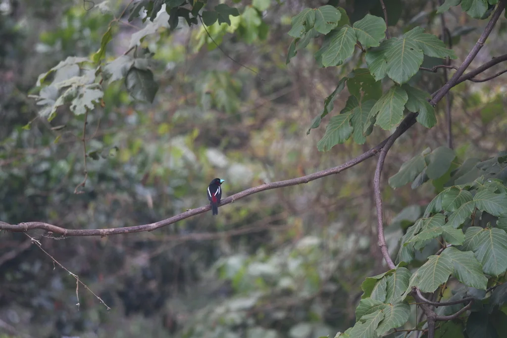 黑红阔嘴鸟(Cymbirhynchus macrorhynchos)